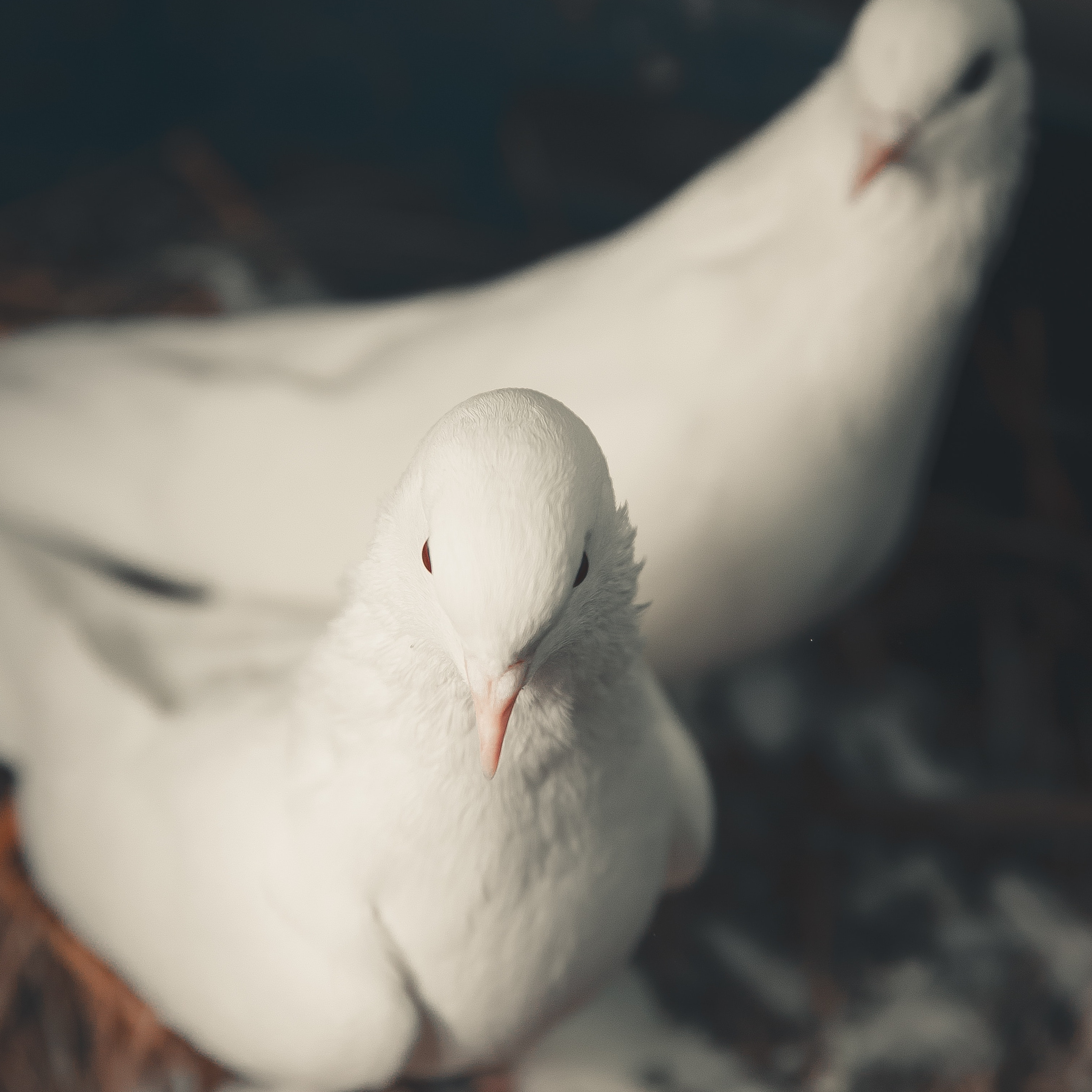 Dove representing the Holy Spirit